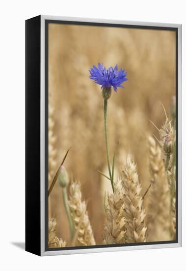 Cornflowers in Cornfield-null-Framed Premier Image Canvas