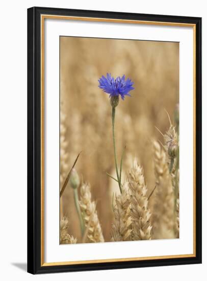 Cornflowers in Cornfield-null-Framed Photographic Print