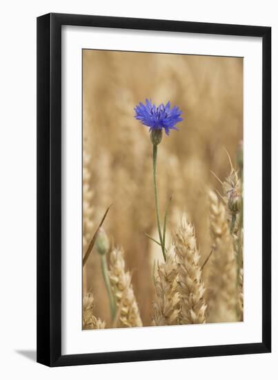 Cornflowers in Cornfield-null-Framed Photographic Print