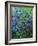 Cornflowers-Pol Ledent-Framed Art Print