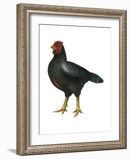 Cornish (Gallus Gallus Domesticus), Rooster, Poultry, Birds-Encyclopaedia Britannica-Framed Art Print