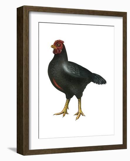 Cornish (Gallus Gallus Domesticus), Rooster, Poultry, Birds-Encyclopaedia Britannica-Framed Art Print