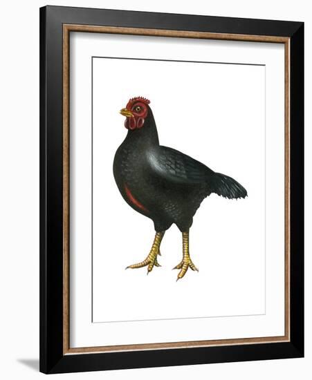 Cornish (Gallus Gallus Domesticus), Rooster, Poultry, Birds-Encyclopaedia Britannica-Framed Art Print