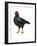 Cornish (Gallus Gallus Domesticus), Rooster, Poultry, Birds-Encyclopaedia Britannica-Framed Art Print