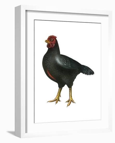 Cornish (Gallus Gallus Domesticus), Rooster, Poultry, Birds-Encyclopaedia Britannica-Framed Art Print