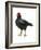 Cornish (Gallus Gallus Domesticus), Rooster, Poultry, Birds-Encyclopaedia Britannica-Framed Art Print