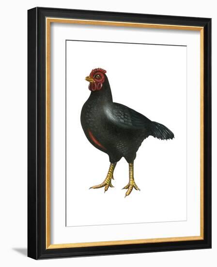 Cornish (Gallus Gallus Domesticus), Rooster, Poultry, Birds-Encyclopaedia Britannica-Framed Art Print