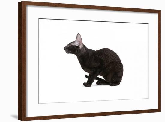 Cornish Rex Cat-Fabio Petroni-Framed Photographic Print