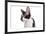 Cornish Rex Cat-Fabio Petroni-Framed Photographic Print