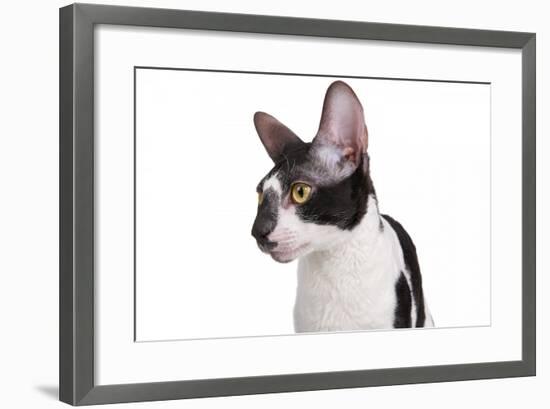 Cornish Rex Cat-Fabio Petroni-Framed Photographic Print