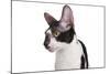 Cornish Rex Cat-Fabio Petroni-Mounted Photographic Print