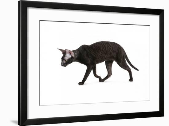 Cornish Rex Cat-Fabio Petroni-Framed Photographic Print