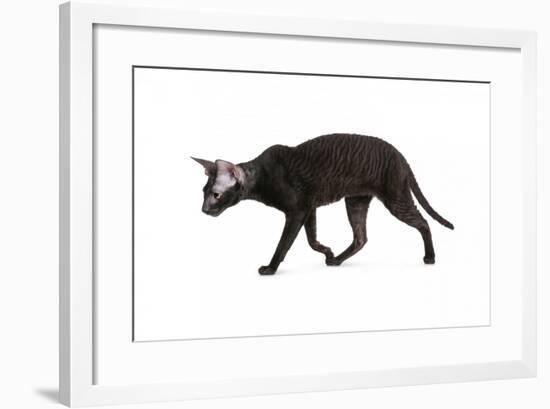 Cornish Rex Cat-Fabio Petroni-Framed Photographic Print