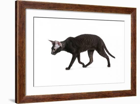 Cornish Rex Cat-Fabio Petroni-Framed Photographic Print