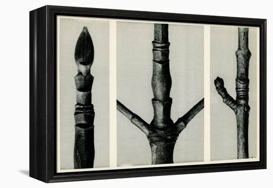 Cornus Nuttalli. 1929 (Photogravure)-Karl Blossfeldt-Framed Premier Image Canvas