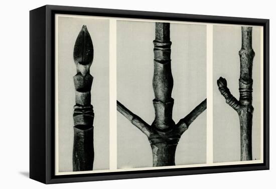 Cornus Nuttalli. 1929 (Photogravure)-Karl Blossfeldt-Framed Premier Image Canvas