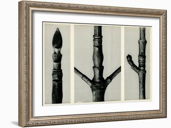 Cornus Nuttalli. 1929 (Photogravure)-Karl Blossfeldt-Framed Giclee Print