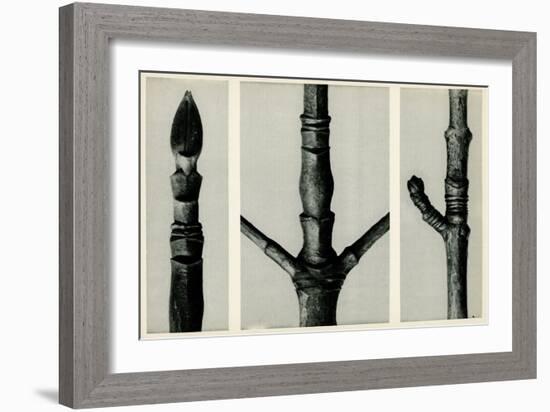 Cornus Nuttalli. 1929 (Photogravure)-Karl Blossfeldt-Framed Giclee Print