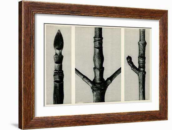 Cornus Nuttalli. 1929 (Photogravure)-Karl Blossfeldt-Framed Giclee Print