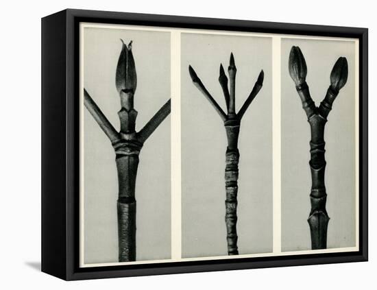 Cornus Nuttallii,1929 (Photogravure)-Karl Blossfeldt-Framed Premier Image Canvas