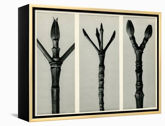 Cornus Nuttallii,1929 (Photogravure)-Karl Blossfeldt-Framed Premier Image Canvas