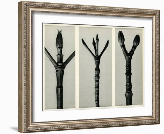 Cornus Nuttallii,1929 (Photogravure)-Karl Blossfeldt-Framed Giclee Print