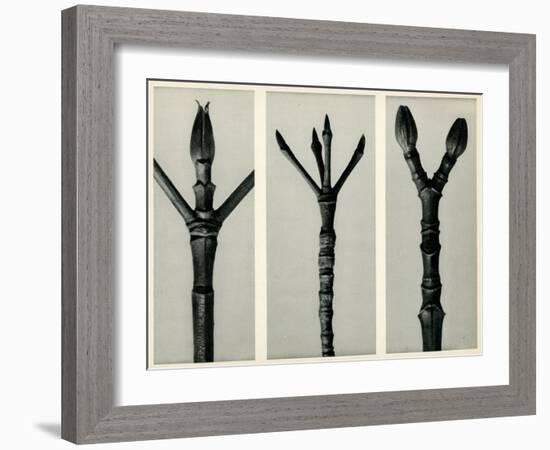 Cornus Nuttallii,1929 (Photogravure)-Karl Blossfeldt-Framed Giclee Print