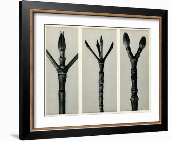 Cornus Nuttallii,1929 (Photogravure)-Karl Blossfeldt-Framed Giclee Print