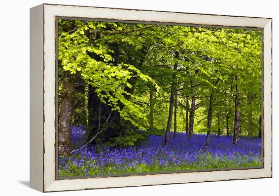 Cornwall Llanhydrock Gardens-Dr. Keith Wheeler-Framed Premier Image Canvas