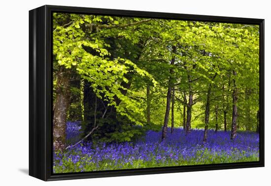 Cornwall Llanhydrock Gardens-Dr. Keith Wheeler-Framed Premier Image Canvas