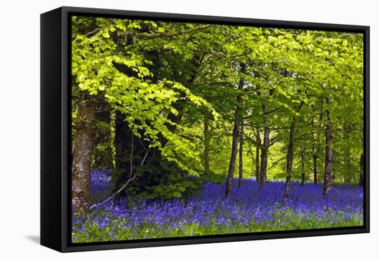 Cornwall Llanhydrock Gardens-Dr. Keith Wheeler-Framed Premier Image Canvas