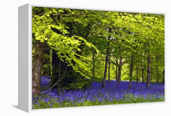 Cornwall Llanhydrock Gardens-Dr. Keith Wheeler-Framed Premier Image Canvas