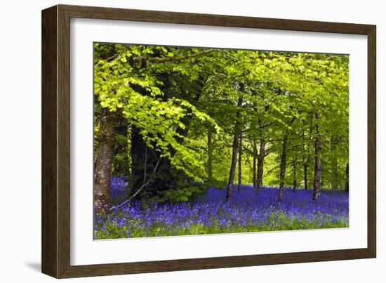 Cornwall Llanhydrock Gardens-Dr. Keith Wheeler-Framed Photographic Print