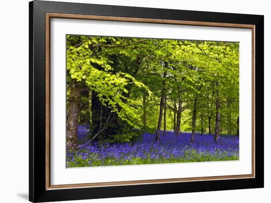 Cornwall Llanhydrock Gardens-Dr. Keith Wheeler-Framed Photographic Print