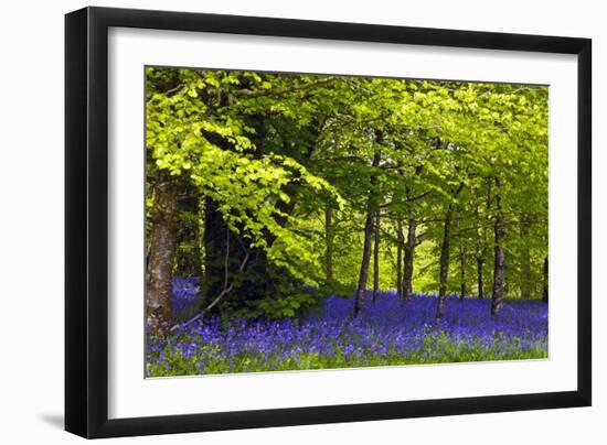 Cornwall Llanhydrock Gardens-Dr. Keith Wheeler-Framed Photographic Print