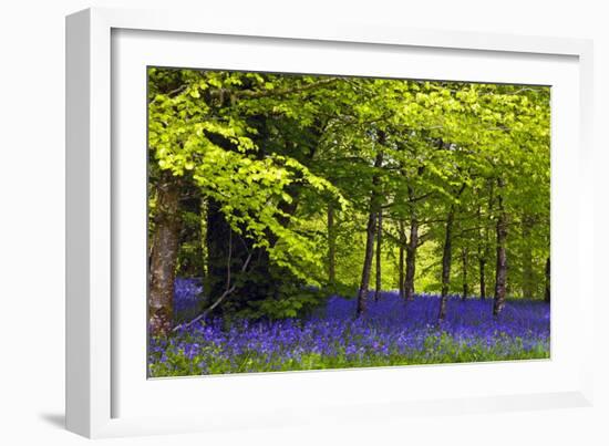 Cornwall Llanhydrock Gardens-Dr. Keith Wheeler-Framed Photographic Print