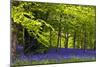 Cornwall Llanhydrock Gardens-Dr. Keith Wheeler-Mounted Photographic Print