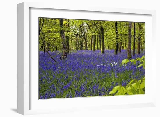 Cornwall Llanhydrock Gardens-Dr. Keith Wheeler-Framed Photographic Print