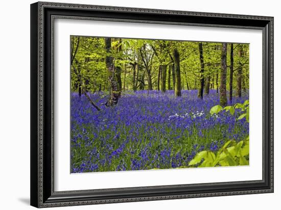 Cornwall Llanhydrock Gardens-Dr. Keith Wheeler-Framed Photographic Print