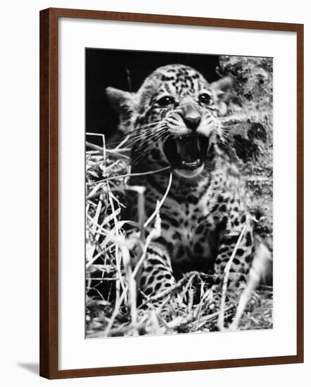 Corona, a Jaguar Cub, Born at London Zoo, Pleased to Meet His Visitors, June 1937-null-Framed Photographic Print