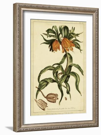 Corona Imperalis, Pl. CV-Phillip Miller-Framed Art Print