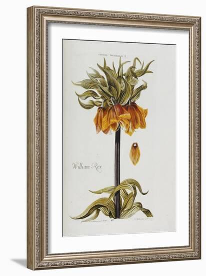 Corona Imperialis-Christoph Jacob Trew-Framed Giclee Print