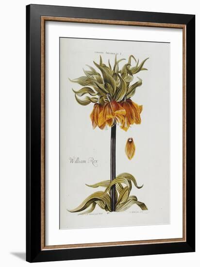 Corona Imperialis-Christoph Jacob Trew-Framed Giclee Print