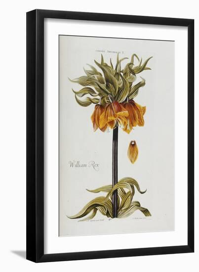 Corona Imperialis-Christoph Jacob Trew-Framed Giclee Print