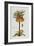 Corona Imperialis-Christoph Jacob Trew-Framed Giclee Print