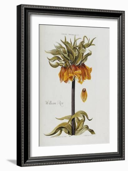 Corona Imperialis-Christoph Jacob Trew-Framed Giclee Print