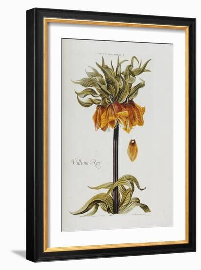 Corona Imperialis-Christoph Jacob Trew-Framed Giclee Print