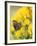 Coronis Fritillary, Nectaring on Rabbitbrush, WY-Howie Garber-Framed Photographic Print