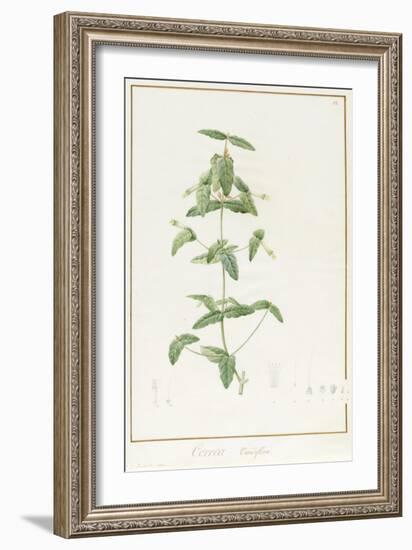 Correa Vieisiflora, 1811 (W/C and Bodycolour over Traces of Graphite on Vellum)-Pierre Joseph Redoute-Framed Giclee Print