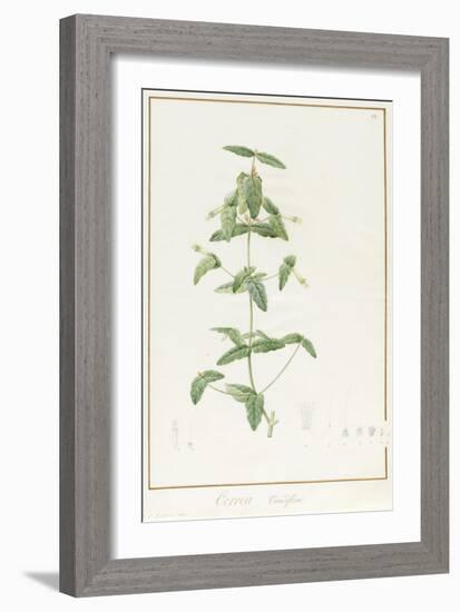 Correa Vieisiflora, 1811 (W/C and Bodycolour over Traces of Graphite on Vellum)-Pierre Joseph Redoute-Framed Giclee Print